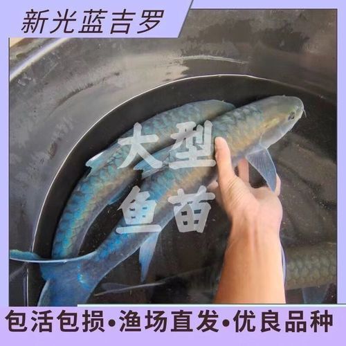 吉羅魚苗2-3cm圖片高清
