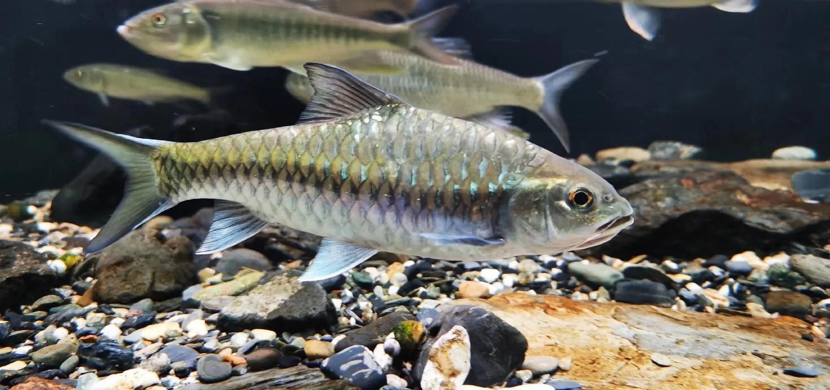 吉羅魚苗2-3cm圖片高清