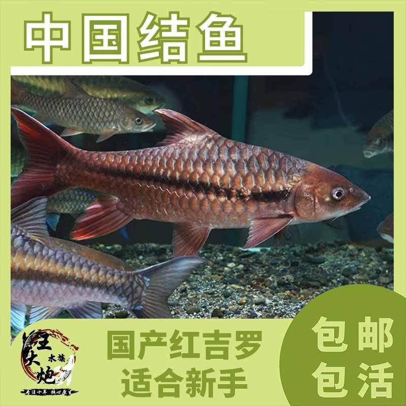 吉羅魚苗2-3cm圖片高清