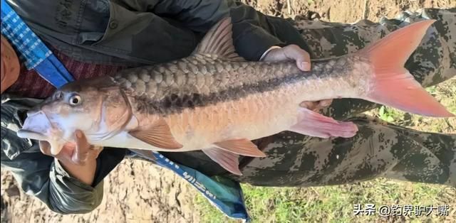 吉羅魚苗2-3cm圖片高清