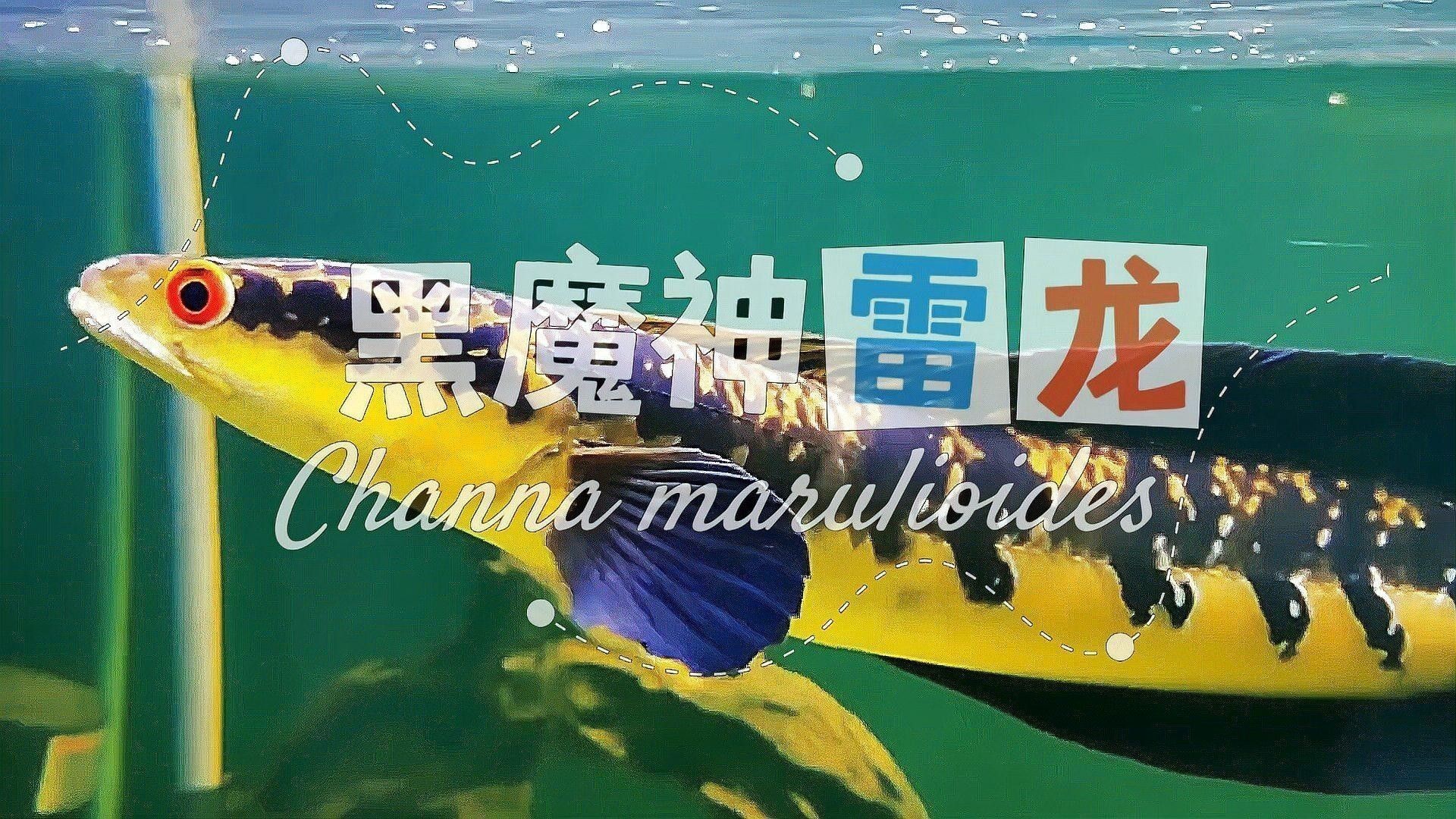 黑色的雷龍魚是什么品種的