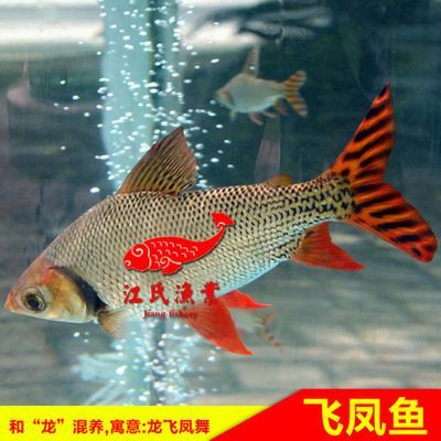 金龍魚虎魚飛鳳怎么養(yǎng)：金龍魚、虎魚和飛鳳怎么養(yǎng)？