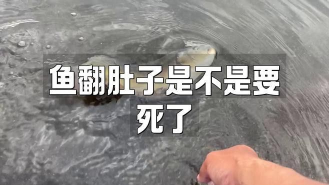 龍魚翻肚后如何判斷其生死？