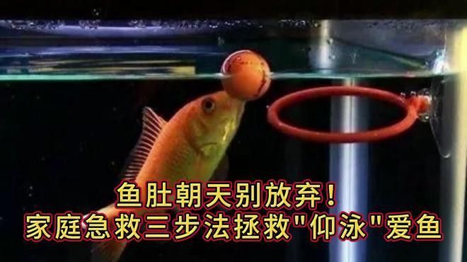 龍魚翻肚后如何判斷其生死？