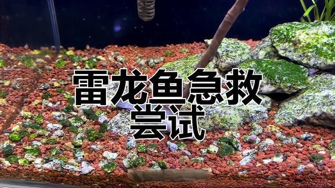 龍魚翻肚后如何判斷其生死？