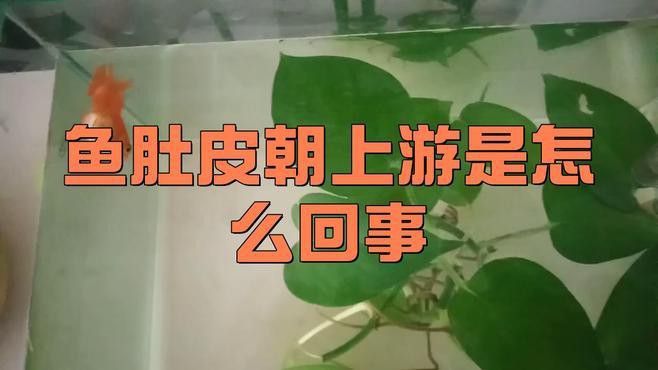 龍魚翻肚后如何判斷其生死？
