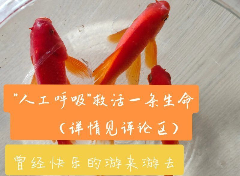 金魚死了還能復活嗎
