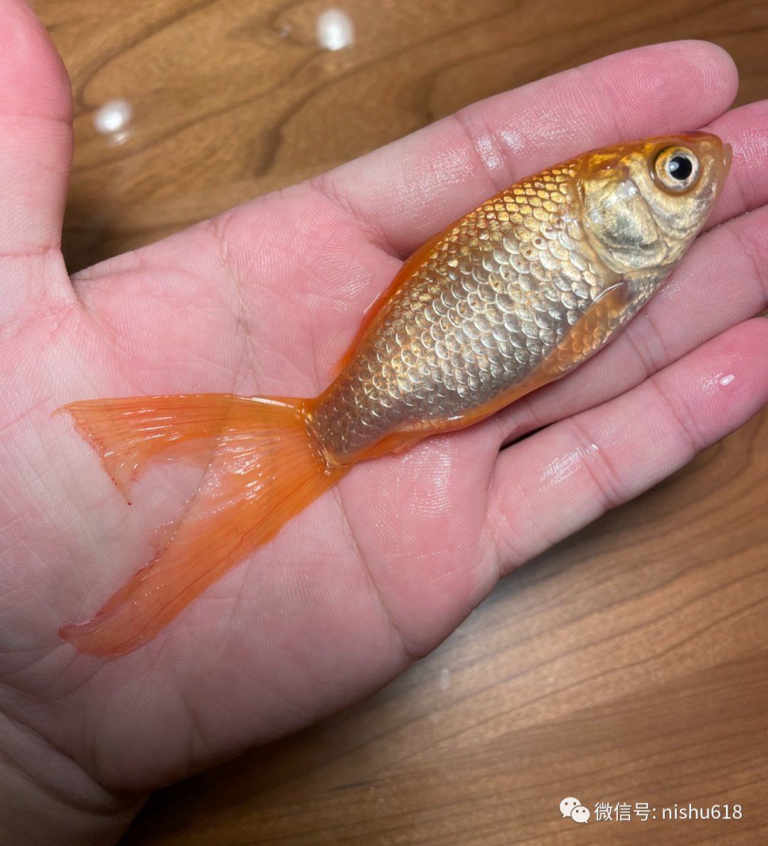 金魚死了還能復活嗎