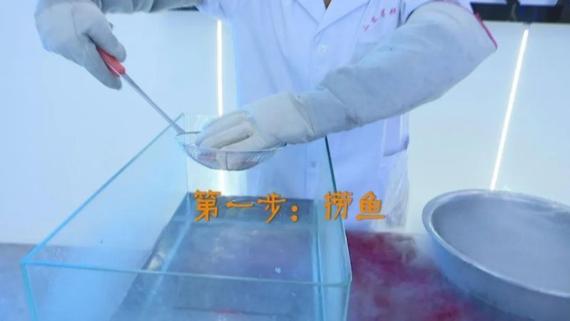 金魚死了還能復活嗎