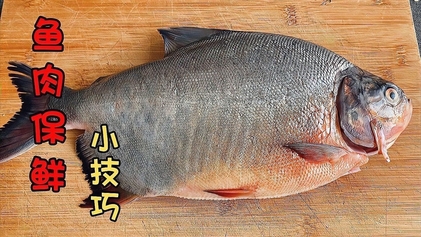 如何保存福龍魚以保持其新鮮度？