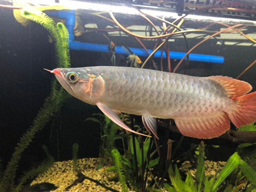 龍魚晚上開夜燈好不好（龍魚晚上開夜燈對龍魚有影響，養魚愛好者和專業人士的意見并不統一）