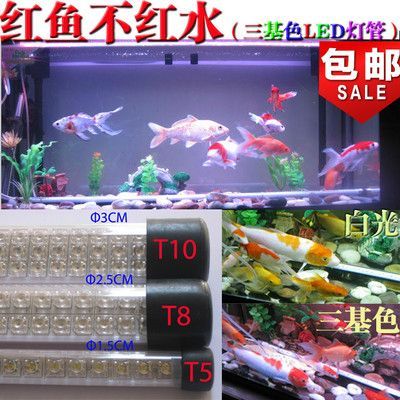 龍魚燈管應該放在哪個部位（龍魚燈管擺放位置）