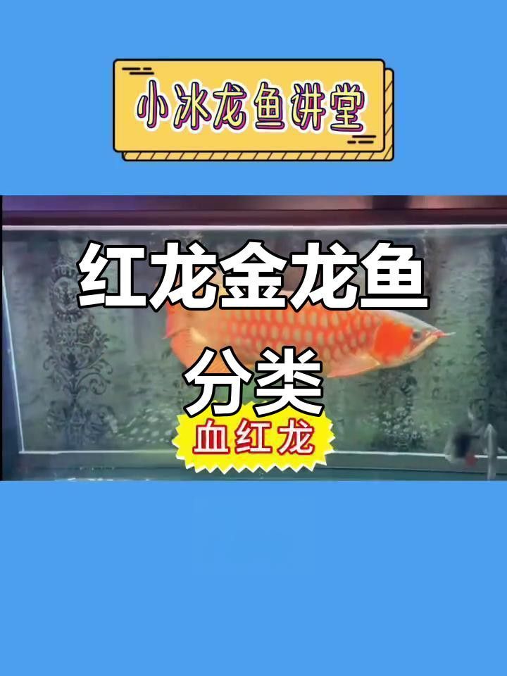 七彩金龍魚有哪些品種？