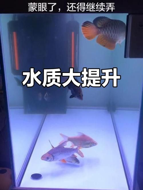 虎魚能和龍魚一起養嗎圖片視頻