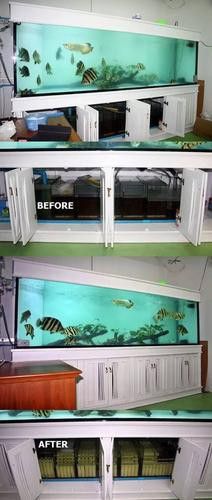 虎魚能和龍魚一起養嗎圖片視頻