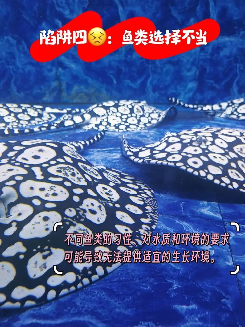 虎魚能和龍魚一起養嗎圖片視頻