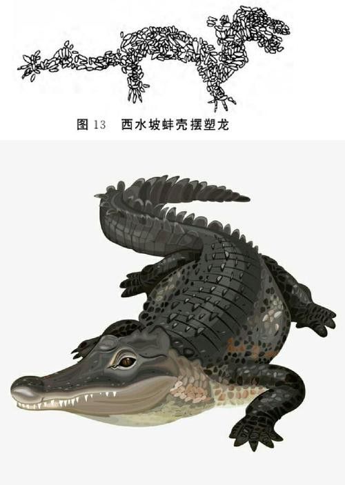虎魚能和龍魚一起養嗎圖片視頻