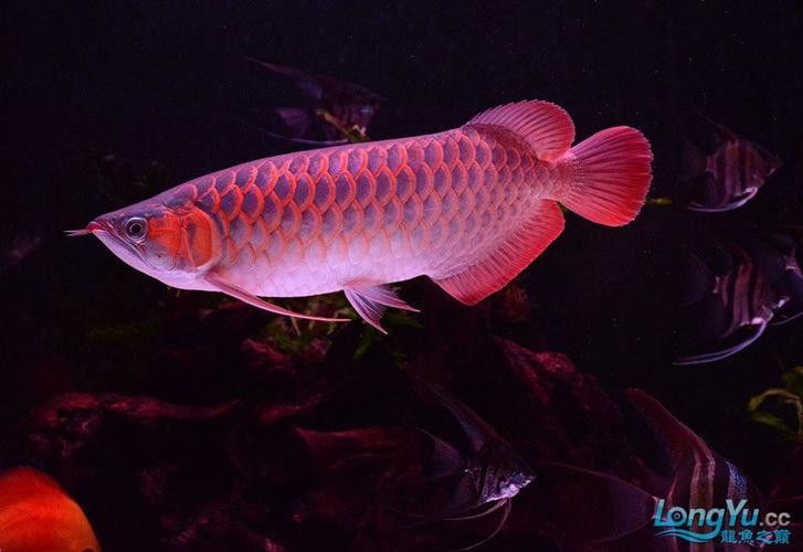 虎魚能和龍魚一起養嗎圖片視頻