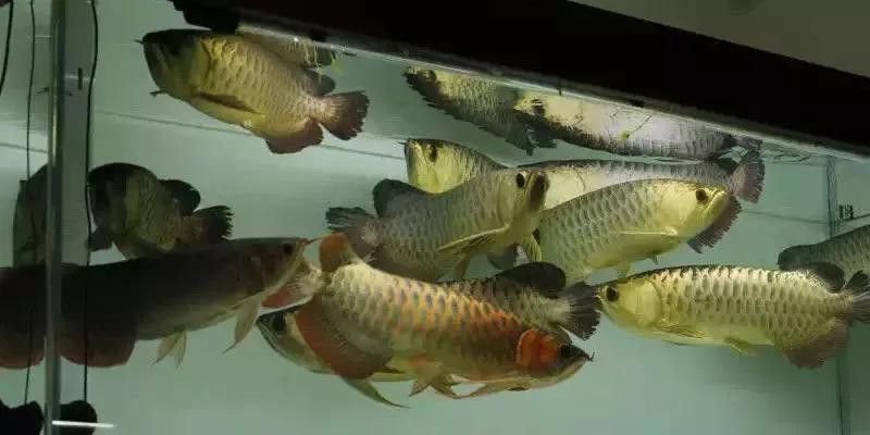 虎魚能和龍魚一起養嗎圖片視頻