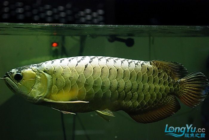 金龍魚霸氣發聲：網絡謠言再次被翻炒，金龍魚發聲以正視聽