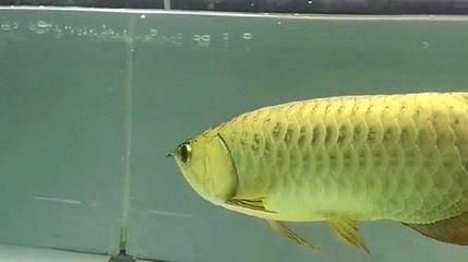 金龍魚霸氣發聲：網絡謠言再次被翻炒，金龍魚發聲以正視聽