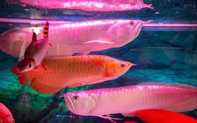 龍魚老往缸底游：龍魚為何會選擇在缸底游泳
