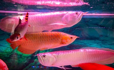 龍魚老往缸底游：龍魚為何會選擇在缸底游泳