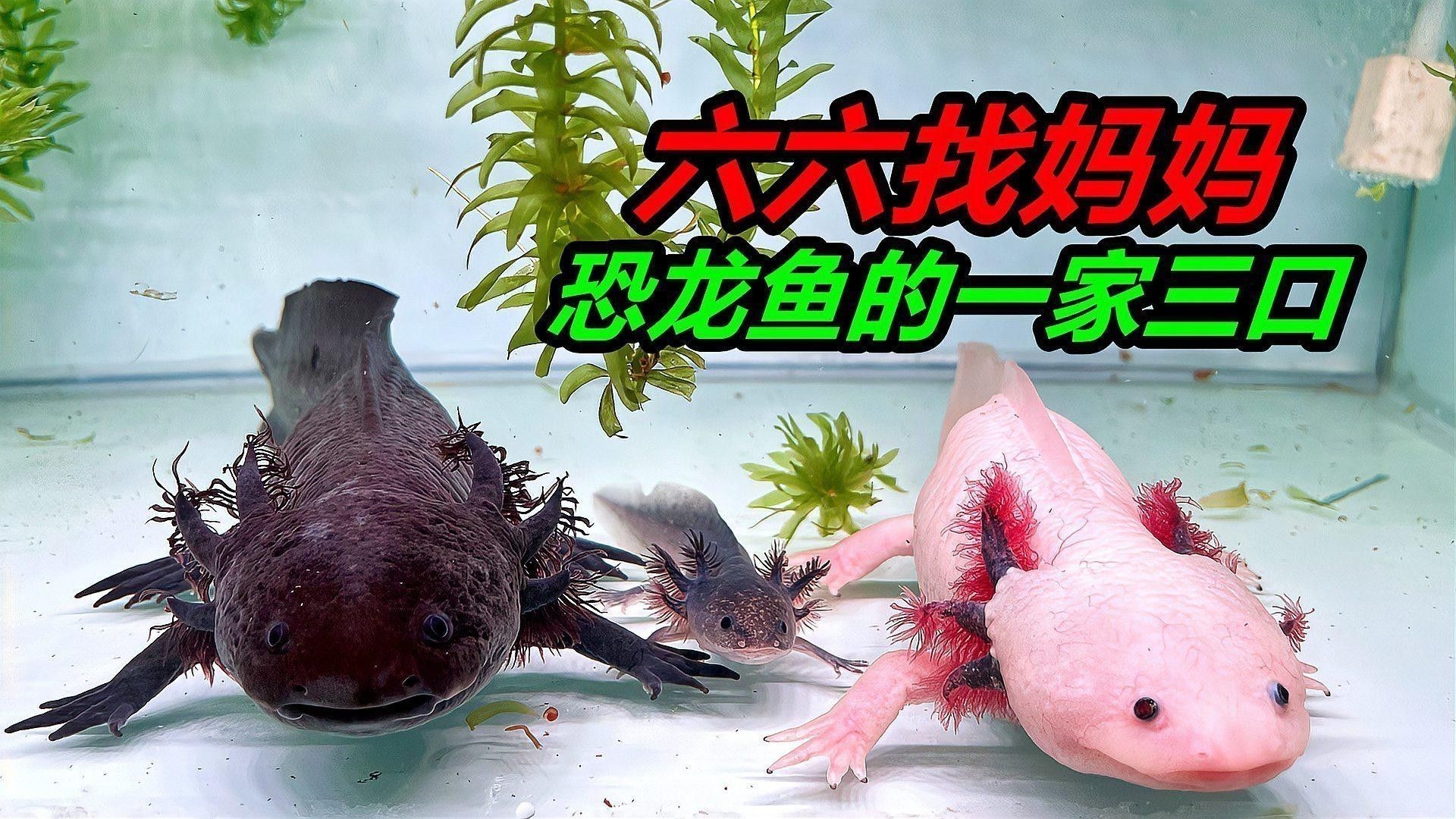 恐龍魚能和魟魚混養嗎