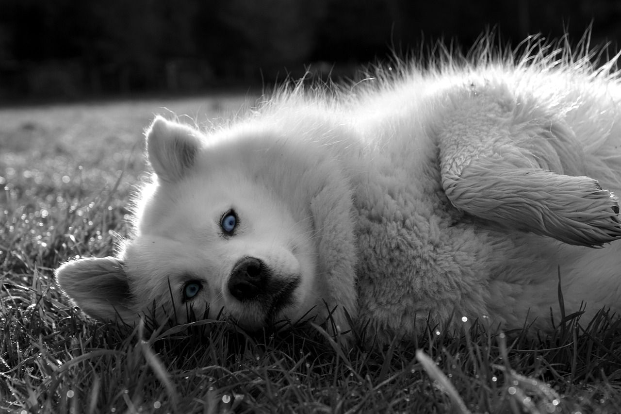 紅龍魚混養最佳幾條魚好養：紅龍魚怎么混養才漂亮