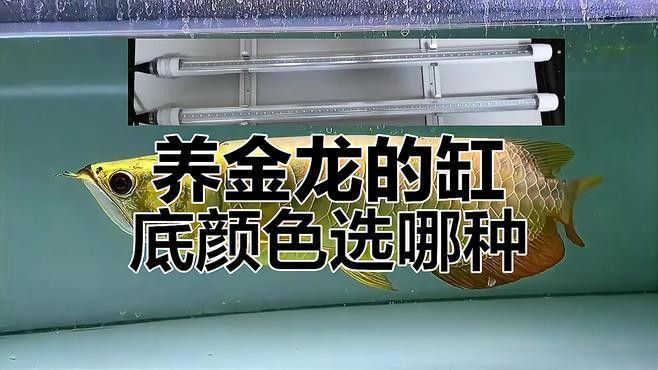 金龍魚(yú)封缸用什么顏色