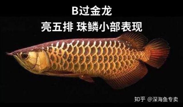 金龍魚(yú)封缸用什么顏色