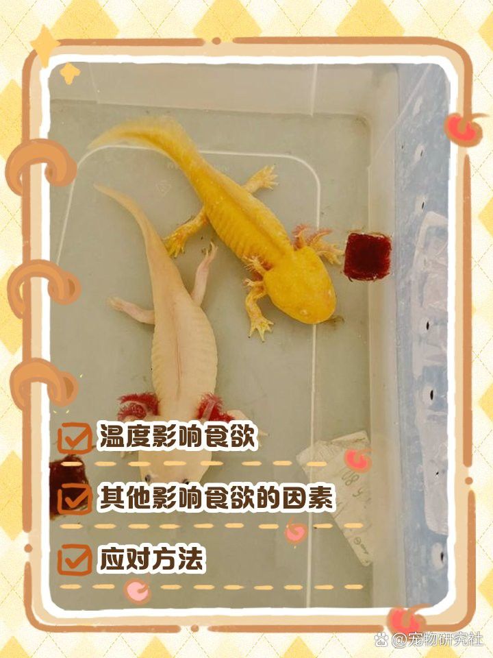 六角恐龍魚冬天