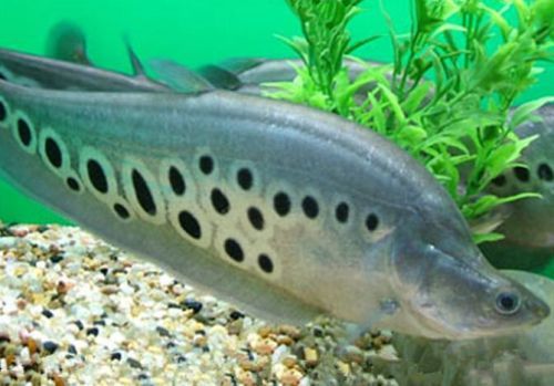 關刀魚能和龍魚混養嗎：關刀魚可以和龍魚混養嗎，關刀魚能和龍魚混養嗎