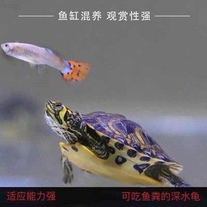 黃耳龜能和龍魚養(yǎng)在一起嗎？：黃耳龜能和龍魚養(yǎng)在一起嗎黃耳龜能和龍魚養(yǎng)在一起嗎