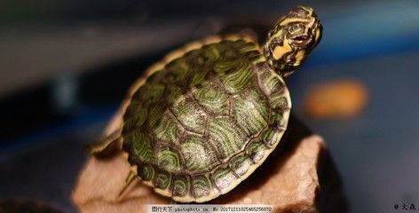 黃耳龜能和龍魚養(yǎng)在一起嗎？：黃耳龜能和龍魚養(yǎng)在一起嗎黃耳龜能和龍魚養(yǎng)在一起嗎