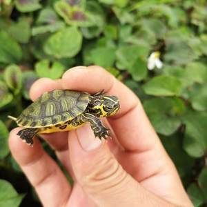 黃耳龜能和龍魚養(yǎng)在一起嗎？：黃耳龜能和龍魚養(yǎng)在一起嗎黃耳龜能和龍魚養(yǎng)在一起嗎