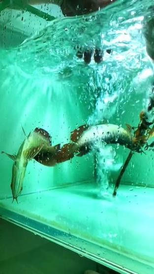 龍魚浮在水面