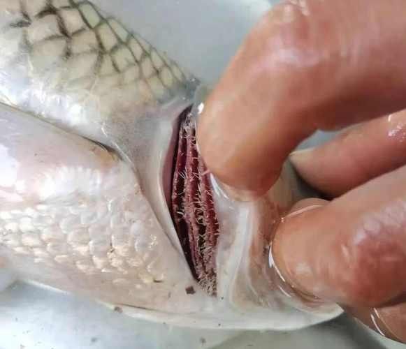 龍魚浮在水面