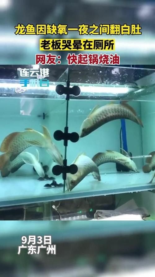 龍魚浮在水面