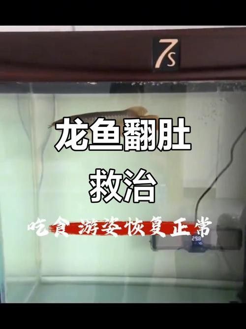 龍魚浮在水面