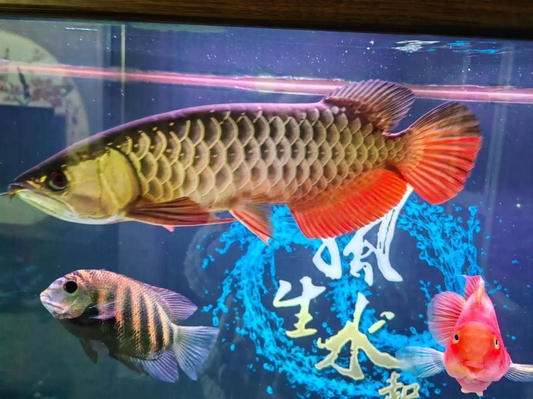 龍魚浮在水面