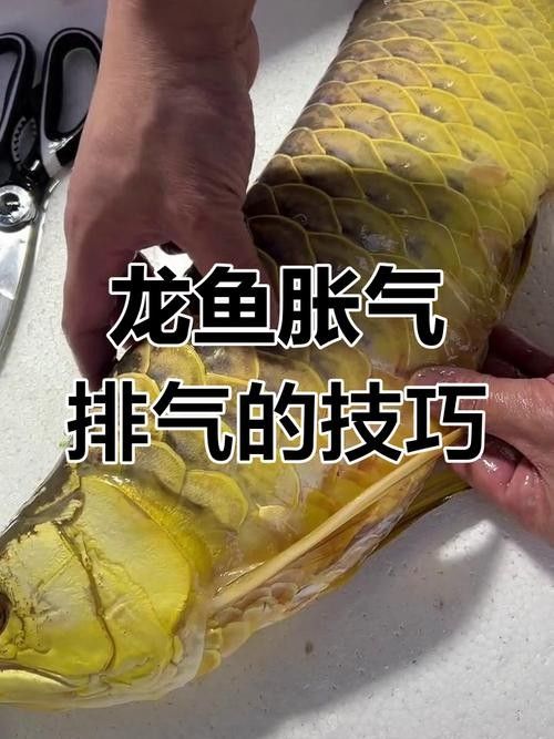 龍魚浮在水面