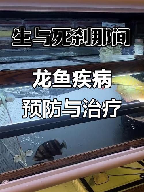 龍魚浮在水面