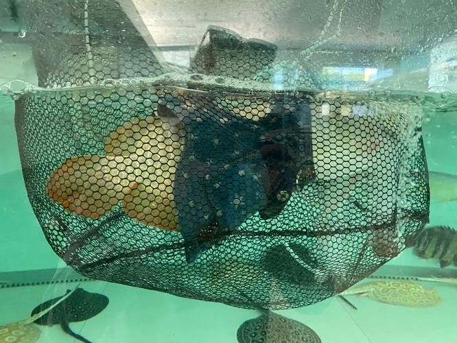 龍魚浮在水面