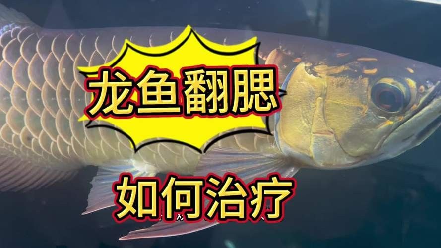 龍魚浮在水面