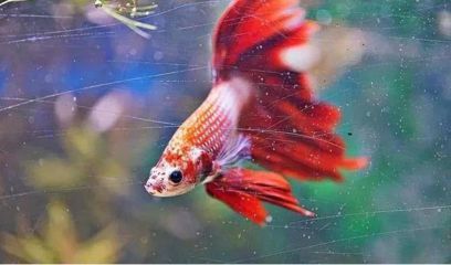 龍魚撞缸不吃東西：當龍魚出現撞缸不吃食的情況時，可能是多種原因引起的