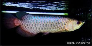 龍魚掉鱗片會死嗎：龍魚掉鱗片會死亡嗎