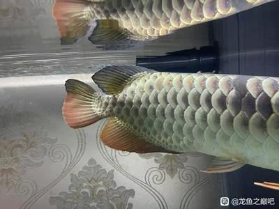 龍魚掉鱗片會死嗎：龍魚掉鱗片會死亡嗎