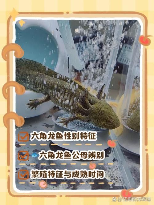 龍魚如何分公母圖片