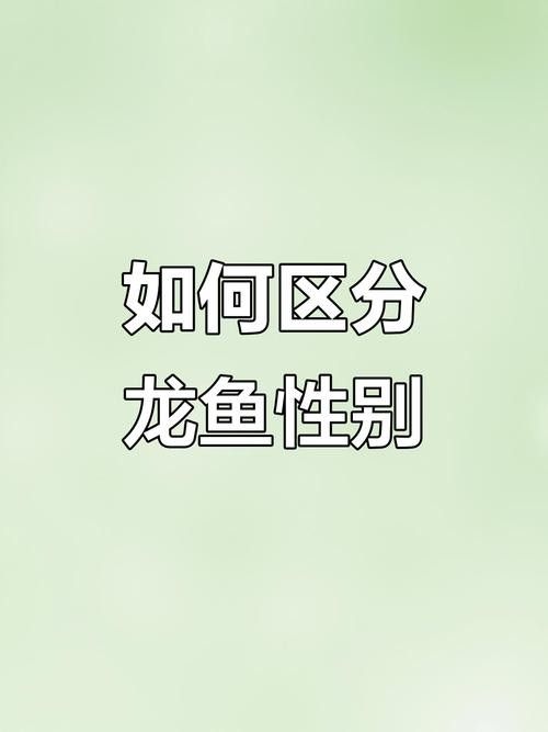 龍魚如何分公母圖片